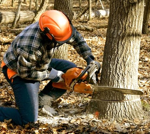Tree Removal in Laceys Spring, AL